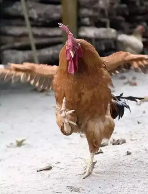 与民更始的意思 藏垢纳污什么意思?