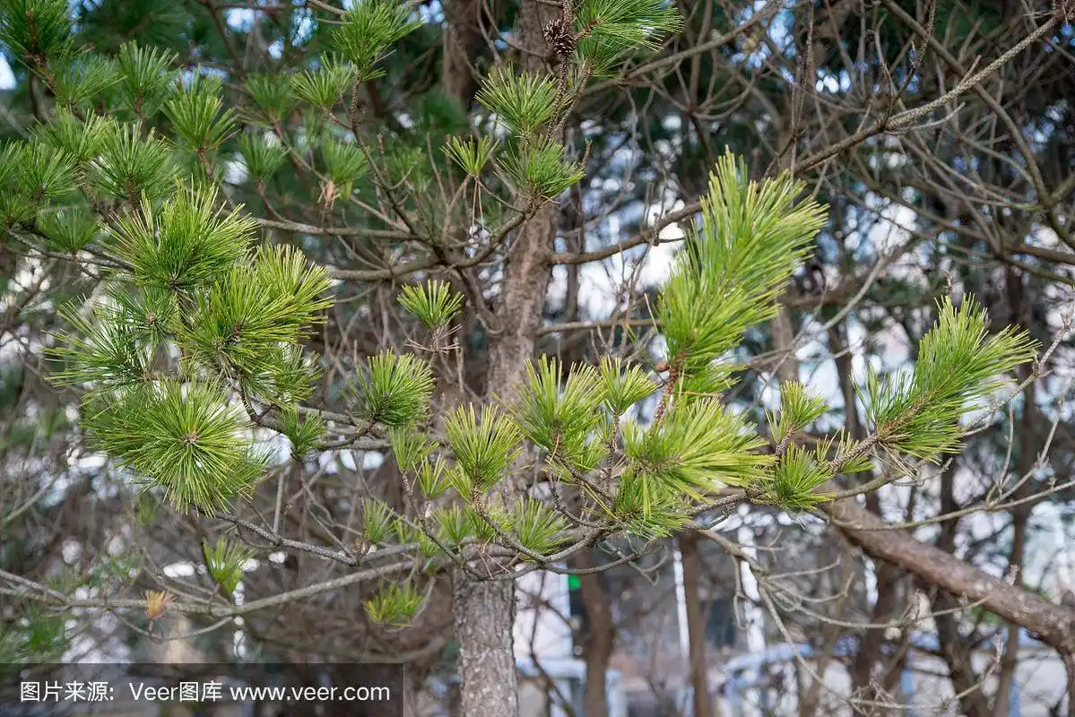 日本野冈黑松的枝叶