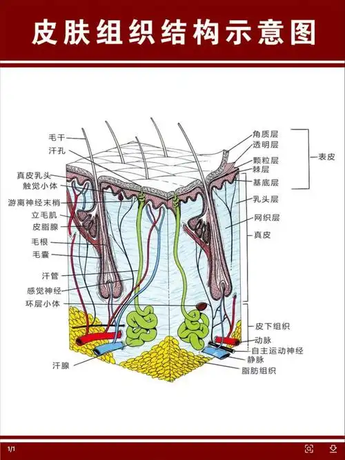 天天想骂人c(皮肤组织结构吐)