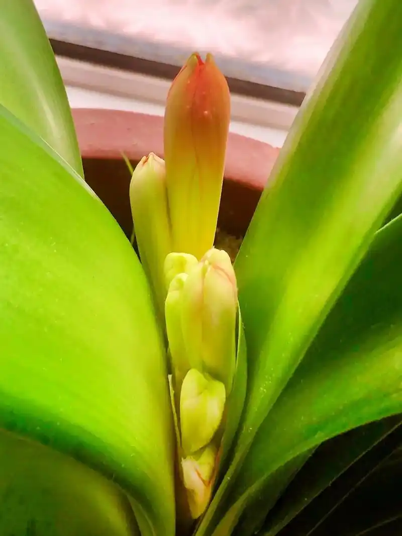 君子兰8月开花寓意高贵,典雅,喜庆,吉祥,象征着家庭圆满,幸 - 抖音