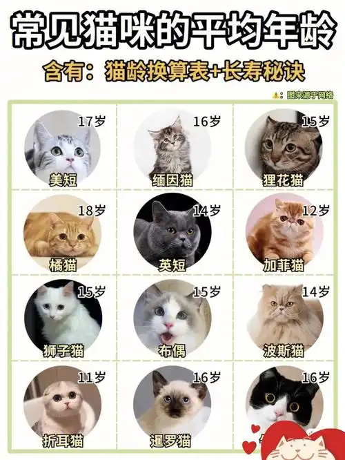 猫咪的长寿秘诀