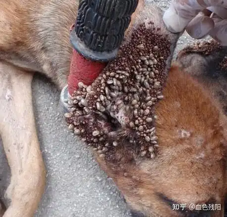 去狗狗身体上的蜱虫?还有床上.枕头床底下.床边墙.呜呜呜.救救我.