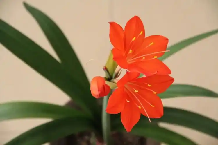 君子兰的花语(红色君子兰的花语)