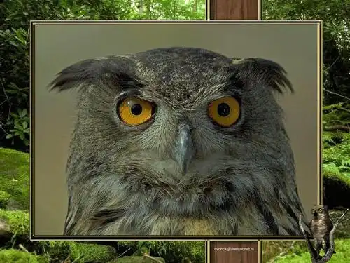 各种猫头鹰的表情ppt