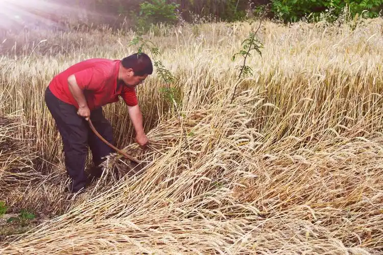 麦浪滚滚闪金光