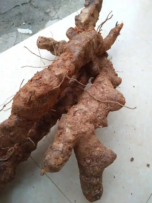 土茯苓 野生鲜货