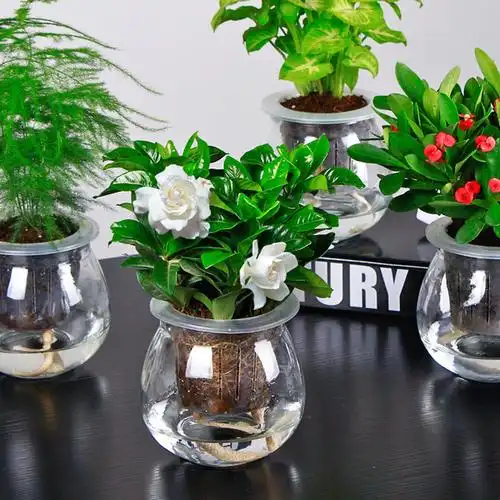 l栀子花绿萝水培植物盆栽花卉室内盆景绿植吊兰办公室盆栽发财树