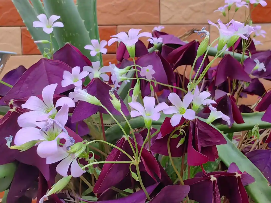 谷雨至,春将尽,夏将至. 墙角的紫叶草正在悄然开放