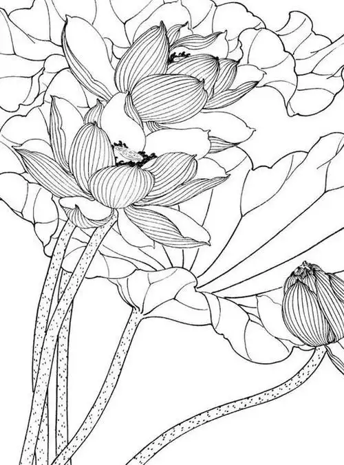 工笔画荷花白描图片_工笔画荷花白描底稿