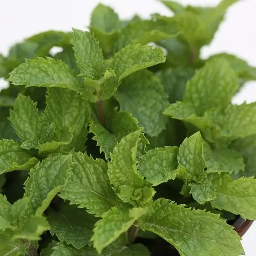 薄荷盆栽植物新鲜大叶可食用绿植室内驱蚊虫吸甲醛家用柠檬香蜂草