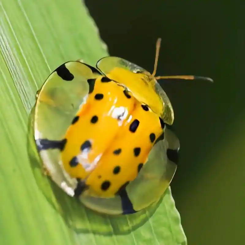 每天认识一种昆虫——星斑梳龟甲 星斑梳龟甲又名大黑星龟金花虫,体长