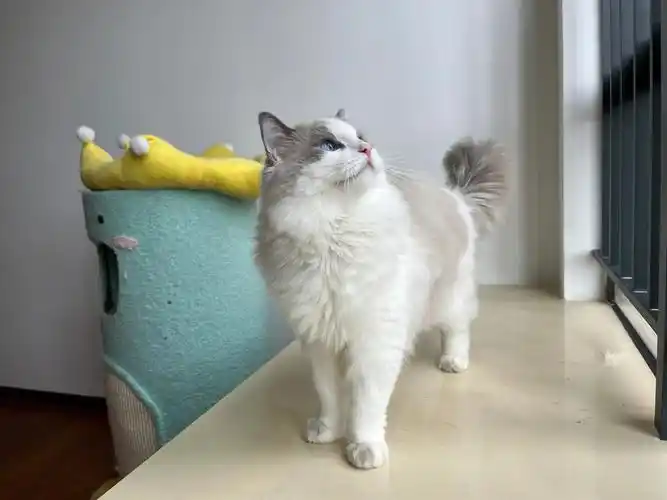 蓝双布偶公猫借配