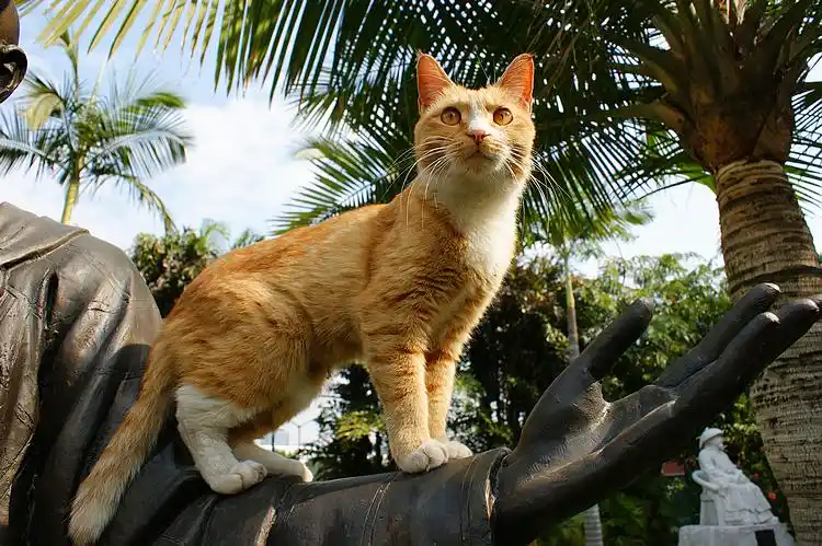 标题:我想要有个家-----黄花猫