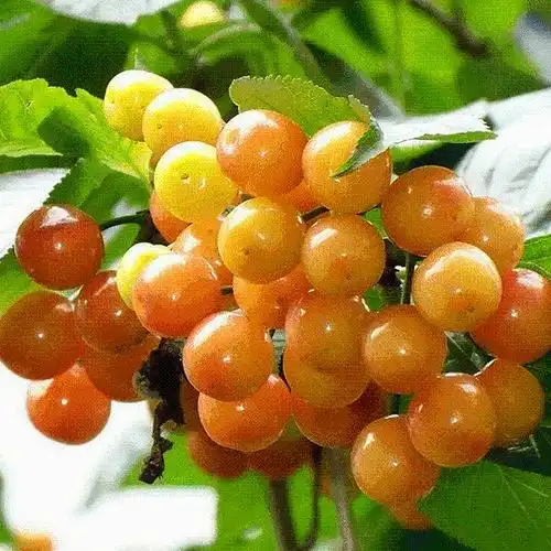 白玉樱桃如同一颗颗长在树上的珍珠真的太美了了美食养身文章小虾米