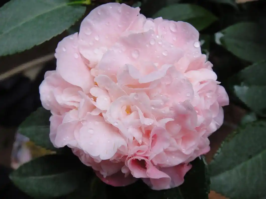 东篱小舍 香妃茶花 香水茶花 烈香茶花带花苞 部份地区包邮