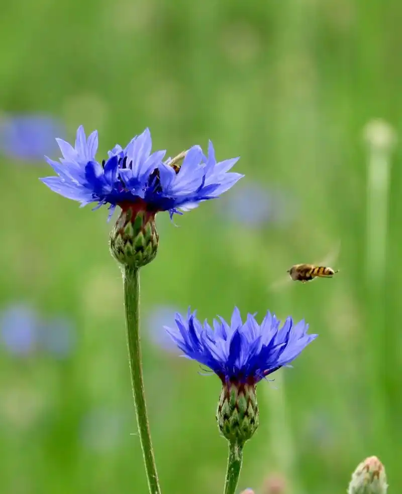 矢车菊(shi che ju )别名蓝芙蓉,翠兰,荔枝菊,蓝花矢车菊.