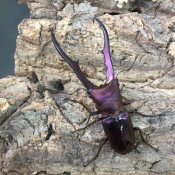 【捕虫少年】美他利佛细身赤锹形虫 (锹甲兜虫独角仙)宠物甲虫 美他