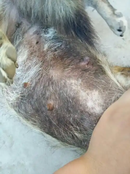 请问这是狗狗皮肤病的哪一种症状,是真菌还是 螨虫还是.