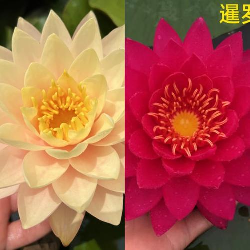 2颗(小姐 保罗)高端品种睡莲四季水养花苗当年开花睡莲水培植物