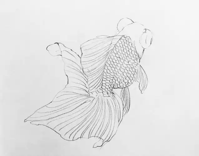 金鱼白描线稿资料,尽管拿走