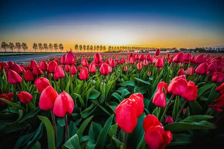 唯美的荷兰郁金香花海1024x768分辨率查看