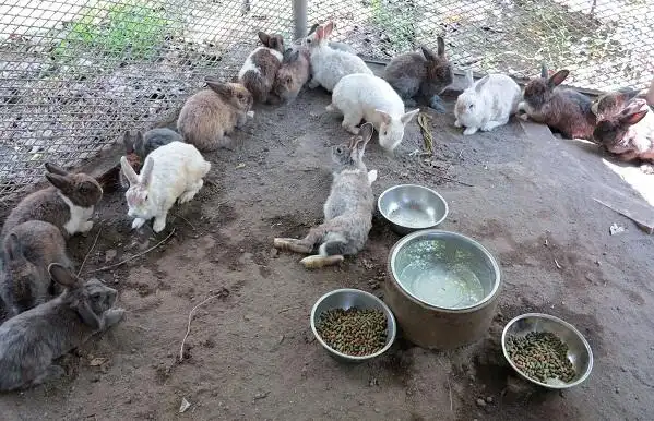 在台南市官田区旧渡头桥上发现的数十只兔子,研判是被弃养的家兔.