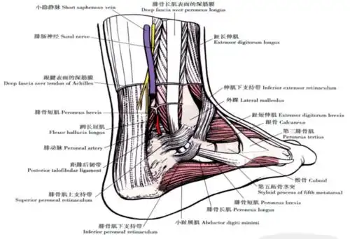 跨经踝关节的肌腱分前,后,内,外四组:胫n,胫后av腓深n,胫前av跨经踝