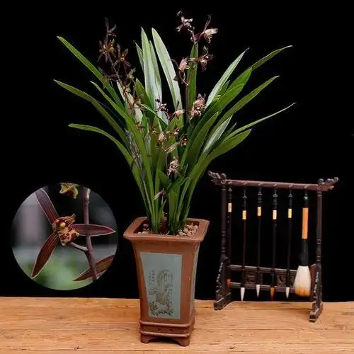 四大家兰之墨兰企黑,花姿大气,令人痴迷,一枝开花满堂生香