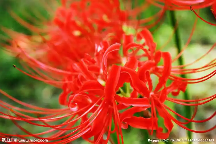 彼岸之花 - 堆糖,美图壁纸兴趣社区