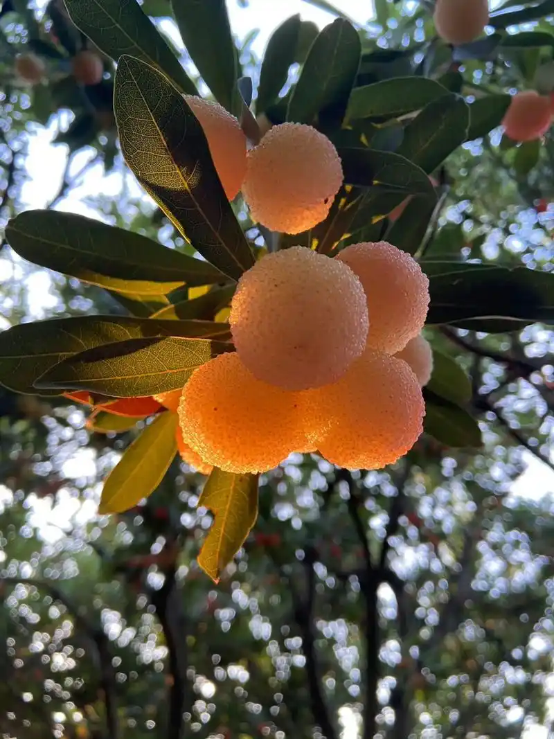 水晶杨梅,美得窒息