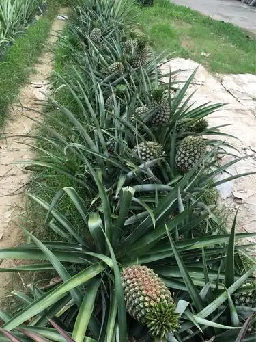 蜜月之旅—遇见台湾(3)