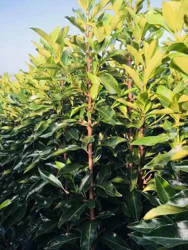 法国冬青 1.2至2米的都有