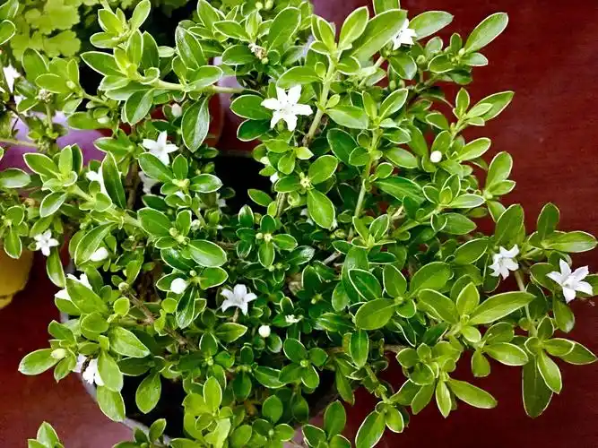 六月雪盆景养殖方法以及注意事项