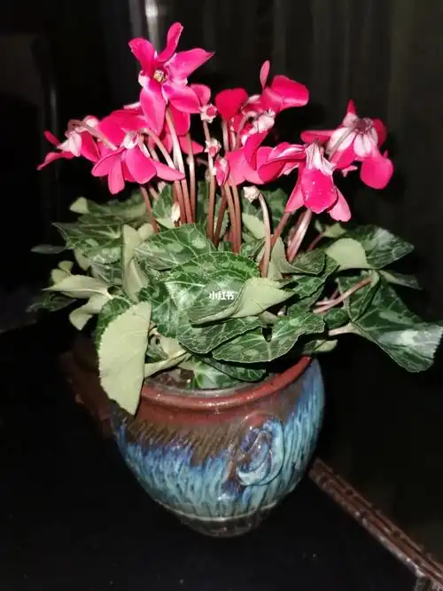 被这盆仙客来惊艳到了,单朵花的花期超长,不停地开,还不凋谢.