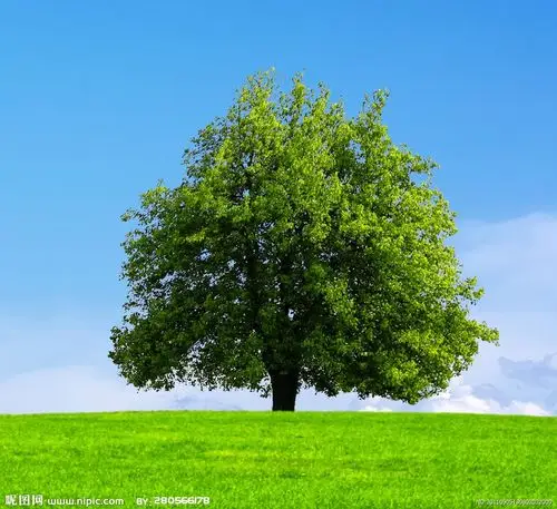 树木的茂盛,绿化的风光