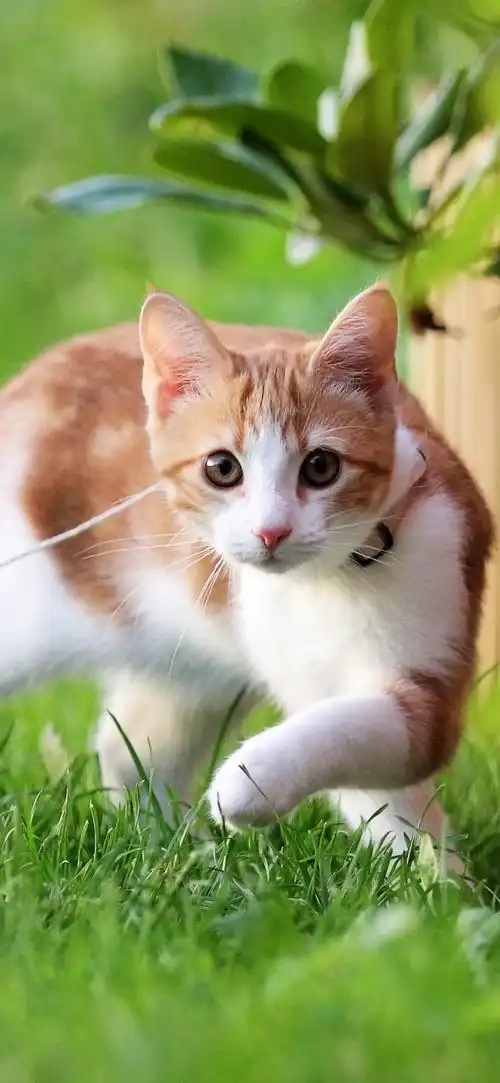 小猫,宠物,绳索,草,绿色,围栏 iphone 壁纸