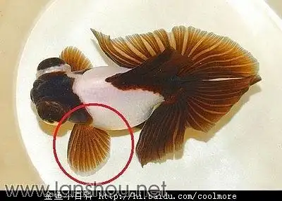 有了图片,一目了然.)金鱼雌雄异体,在繁殖季节很容易将他