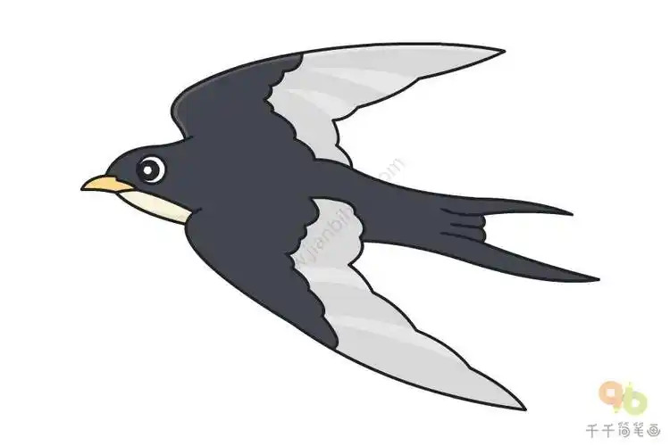 第四步:画出雨燕的尾巴,涂上颜色,一组雨燕简笔画就完成了!