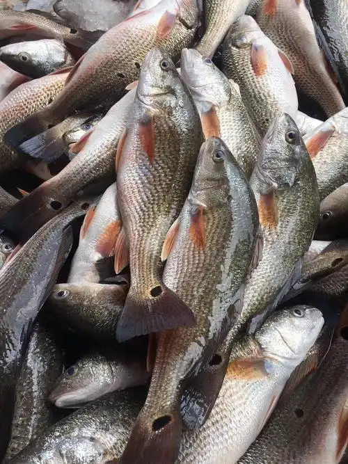 【红古鱼】生态海鱼,肉多剌少,当天现捕现发,杀好急冻保鲜,每条约1-2