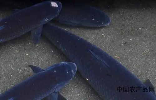 跨世纪"鱼王" 与村民女儿同龄