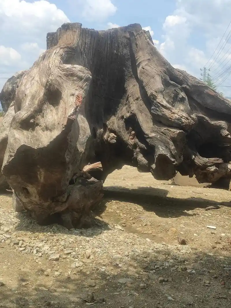 大树根.两颗缅甸大树根,急用钱,便宜处理了,有十一二吨,有相 - 抖音