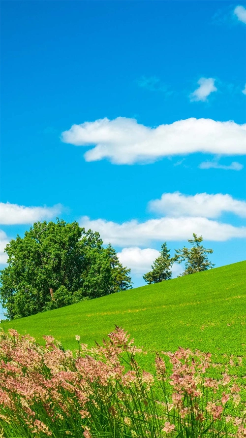 蓝天白云花卉草原h5背景