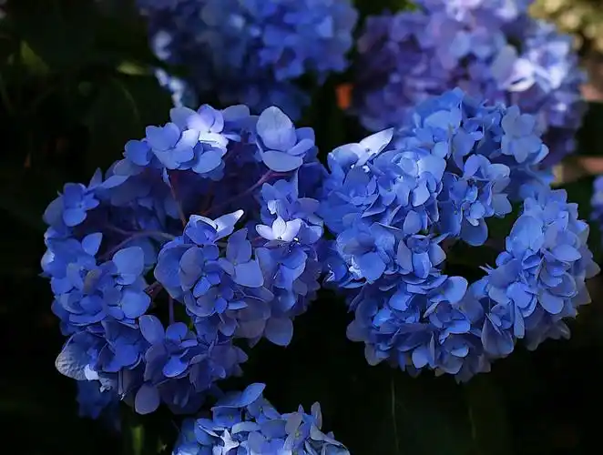 地栽绣球无尽夏下猛药后又调蓝失败地栽不调蓝盆栽调蓝2技巧