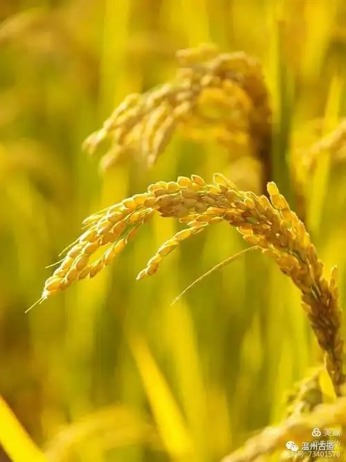 金秋,我和稻田有个约定|麦浪|稻穗|谷穗|金色_网易订阅
