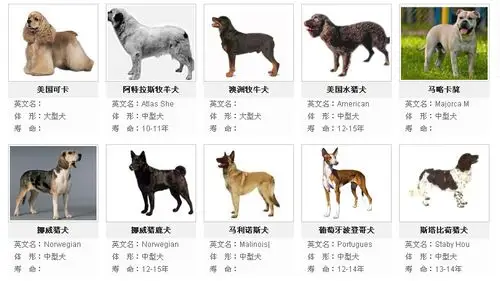中型犬有哪些以及图片