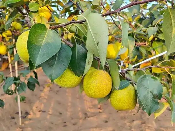 莱阳梨:400多年的老梨树结的果子你吃过吗?百年风味历久弥香!