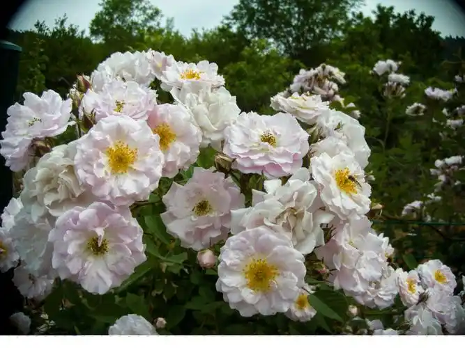 wolcam花玫瑰白玉堂七姊妹野蔷薇