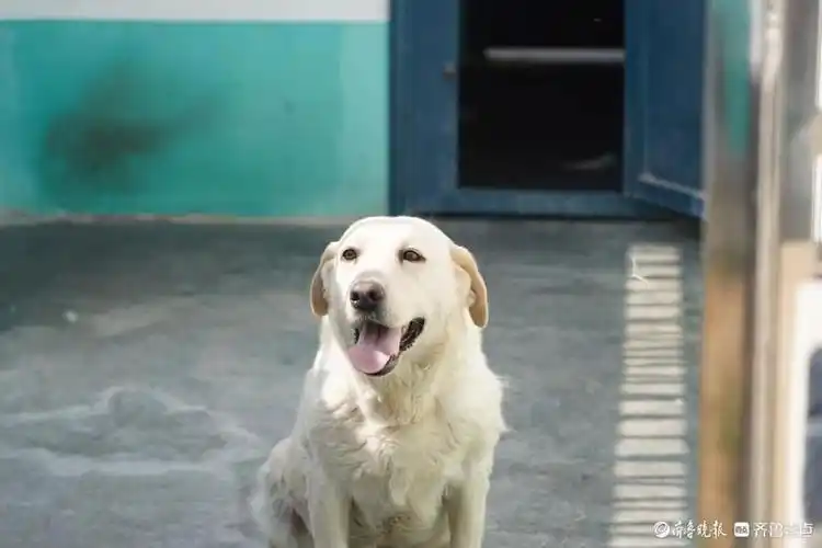 警"汪"来报道!聊城公安最萌"汪汪队"如何炼成?