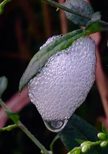 充满生机的小生灵们(肖场沟里所拍)