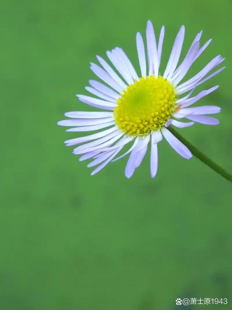 总是忘不了这些小花 干净,清纯唯美,让人舒心……周日愉快,友友们!